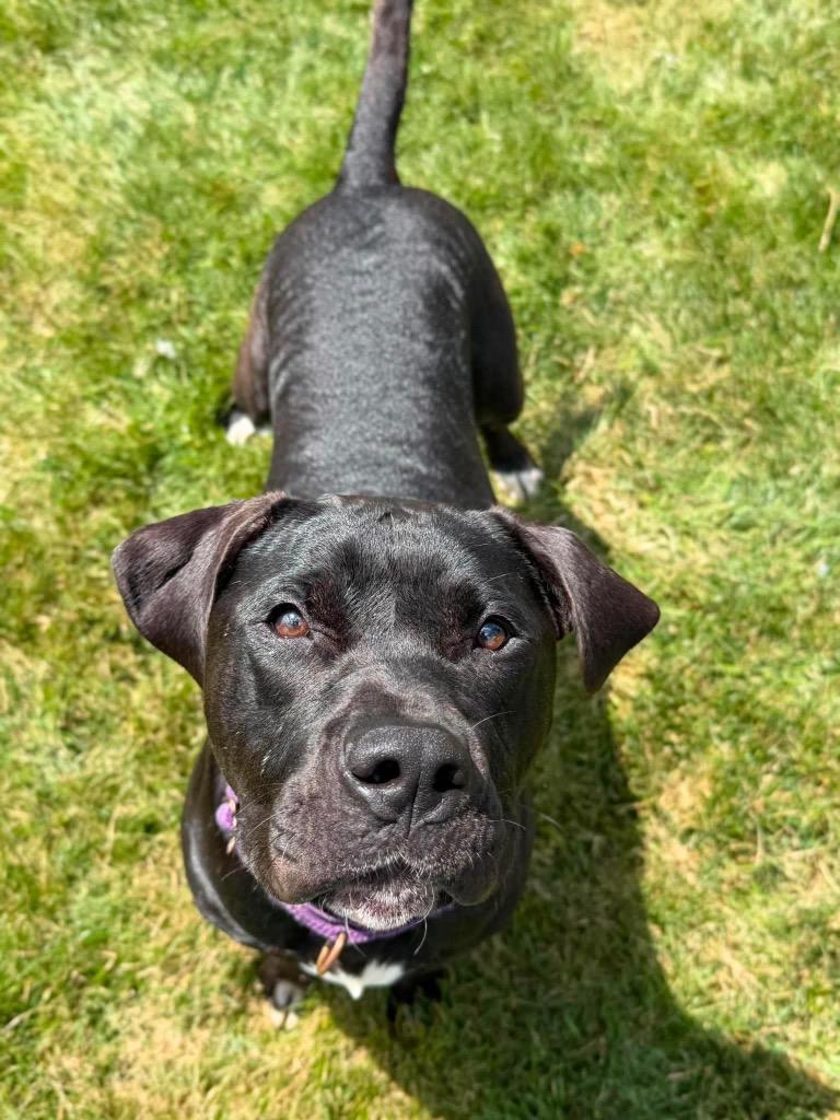 Enlarge Prince, a Adoptable Pit Bull Terrier in Decatur, IN image 6/6