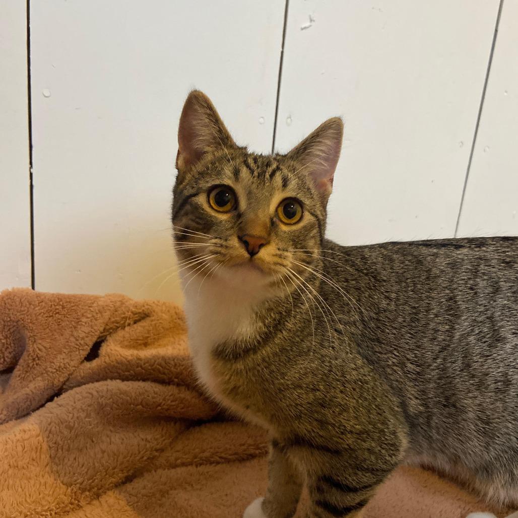 Enlarge Fai, a Adoptable Domestic Short Hair in St. Paul, MN image 1/6