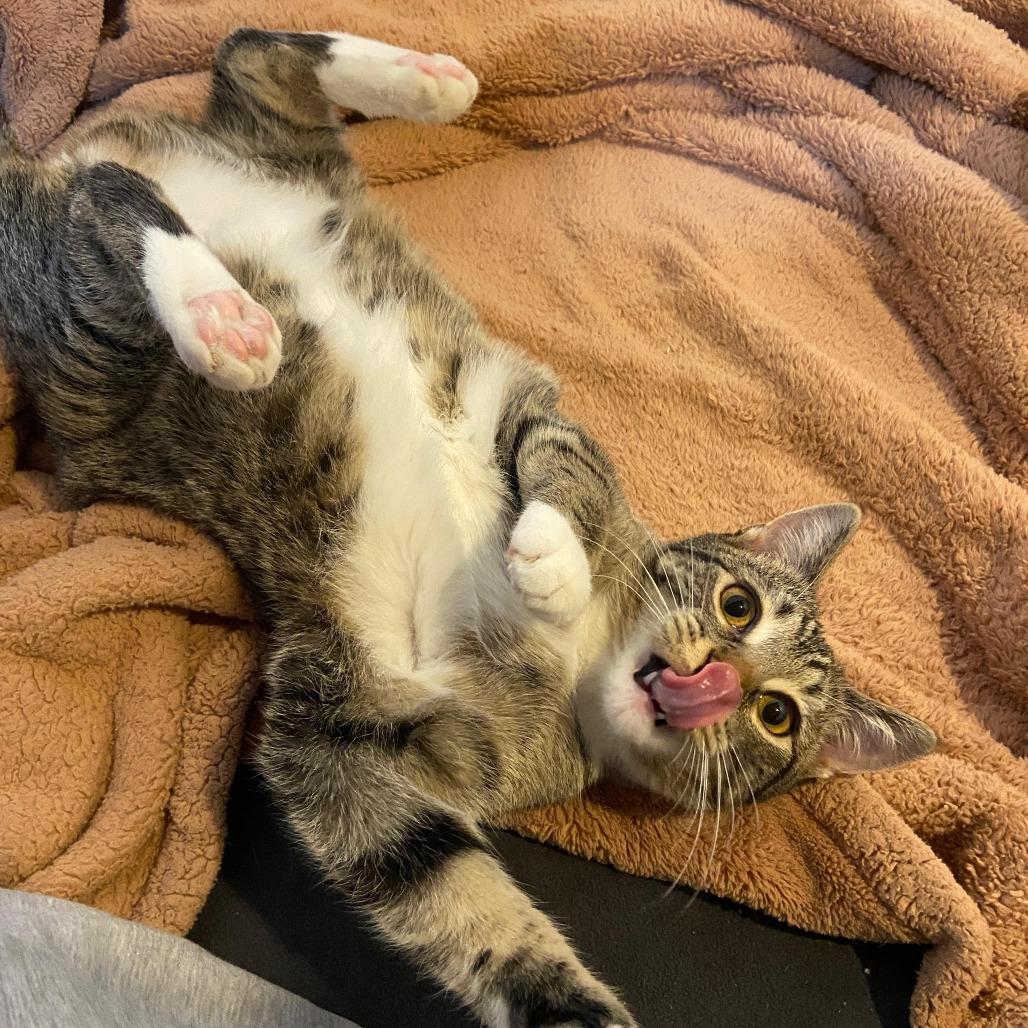 Enlarge Fai, a Adoptable Domestic Short Hair in St. Paul, MN image 2/6