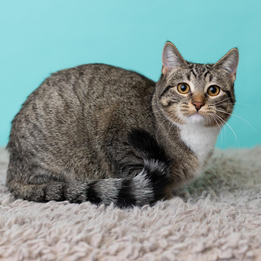 Enlarge Fai, a Adoptable Domestic Short Hair in St. Paul, MN image 3/6