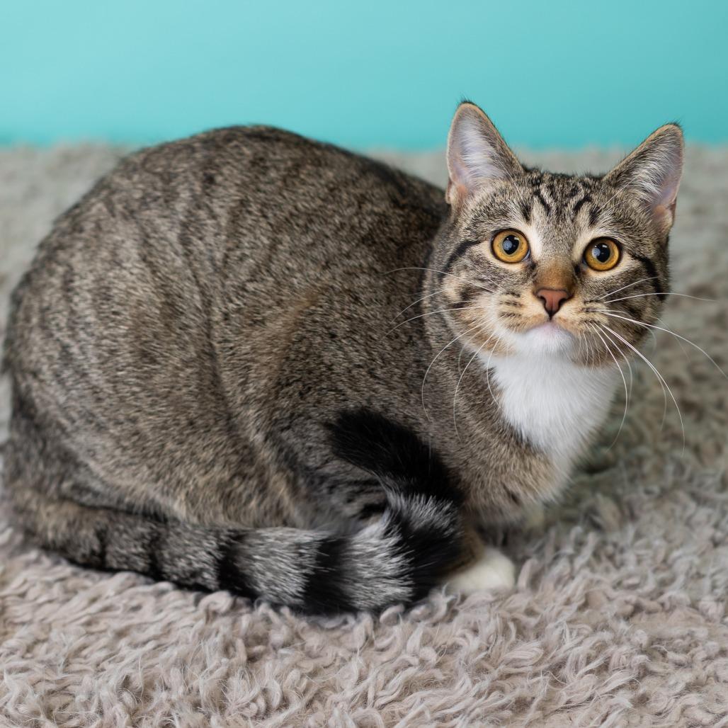 Enlarge Fai, a Adoptable Domestic Short Hair in St. Paul, MN image 4/6