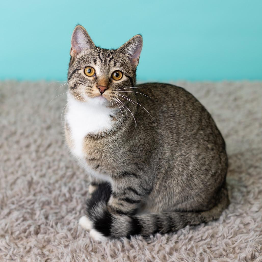Enlarge Fai, a Adoptable Domestic Short Hair in St. Paul, MN image 5/6