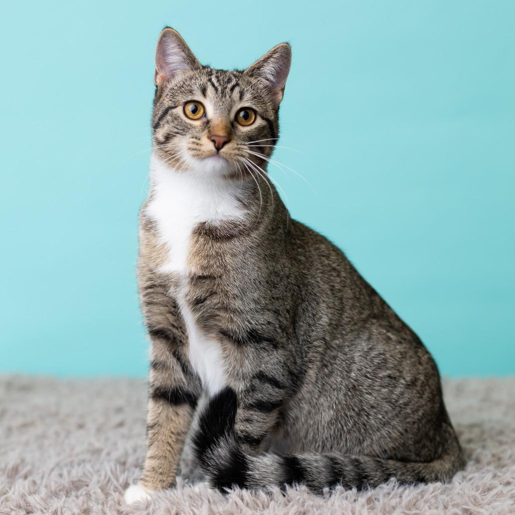 Enlarge Fai, a Adoptable Domestic Short Hair in St. Paul, MN image 6/6