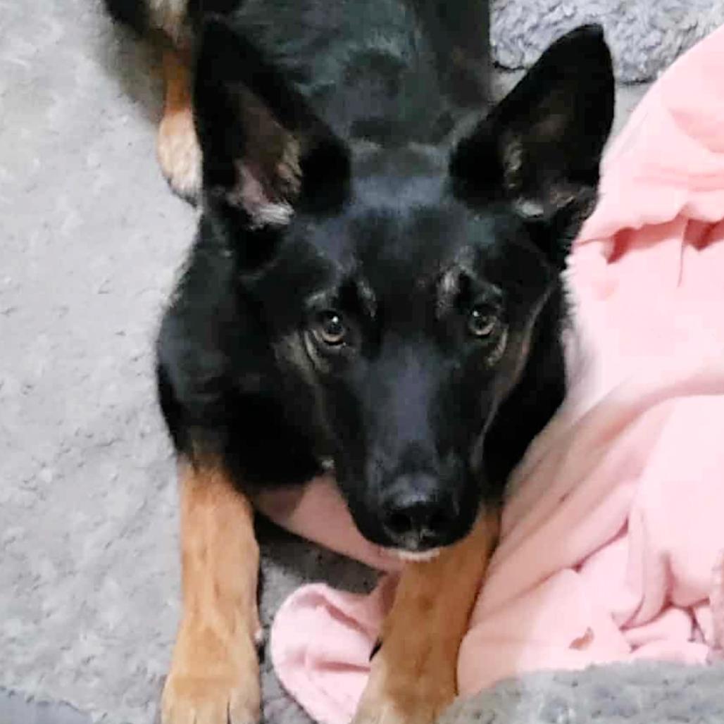 Enlarge Jeepers, a Adoptable mixed breed in Olathe, KS image 3/6