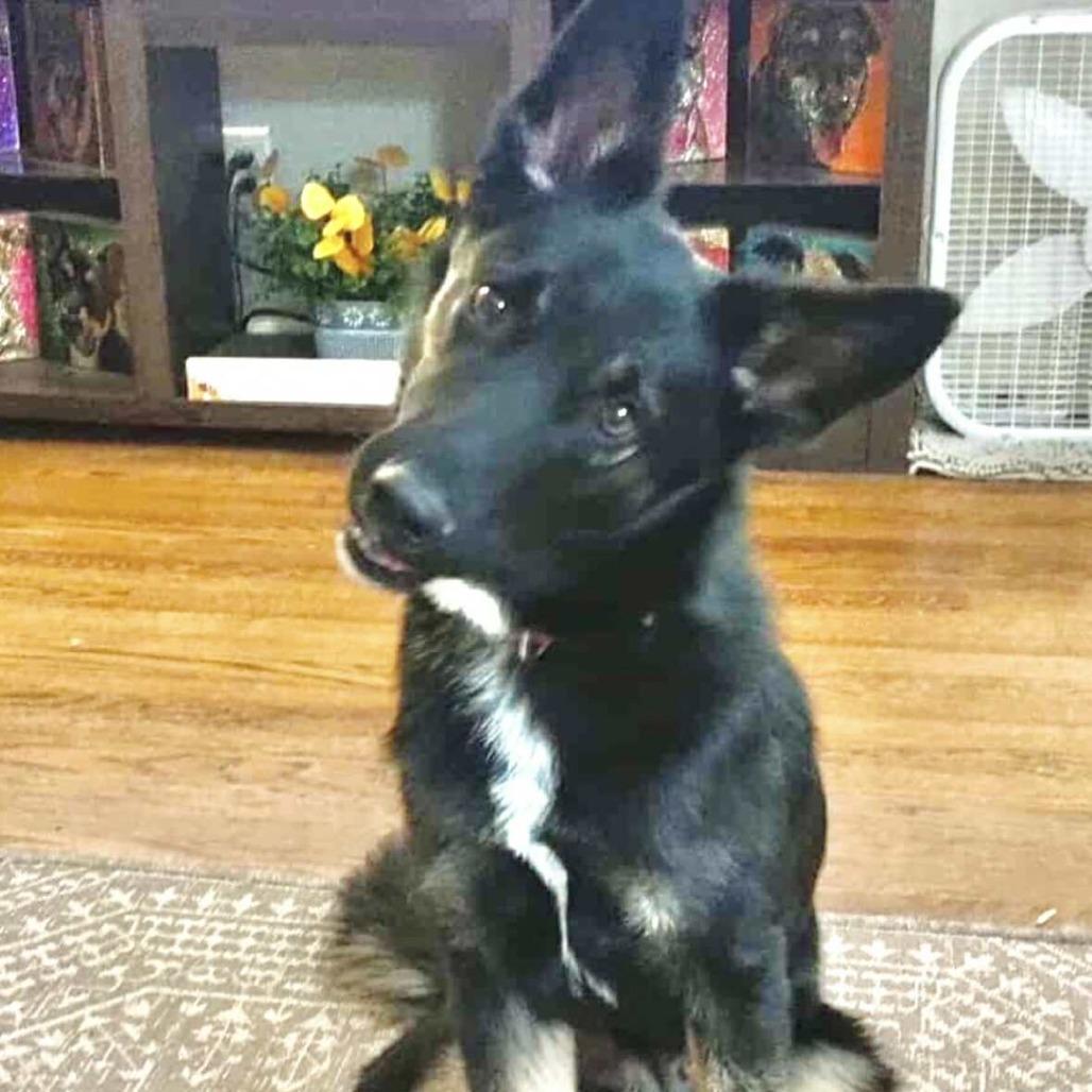 Enlarge Jeepers, a Adoptable mixed breed in Olathe, KS image 4/6