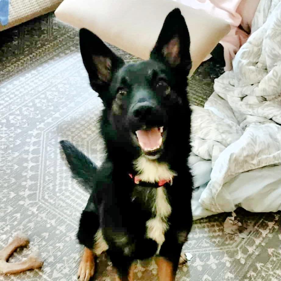 Enlarge Jeepers, a Adoptable mixed breed in Olathe, KS image 5/6