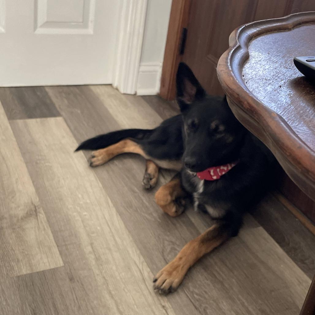 Enlarge Jeepers, a Adoptable mixed breed in Olathe, KS image 6/6