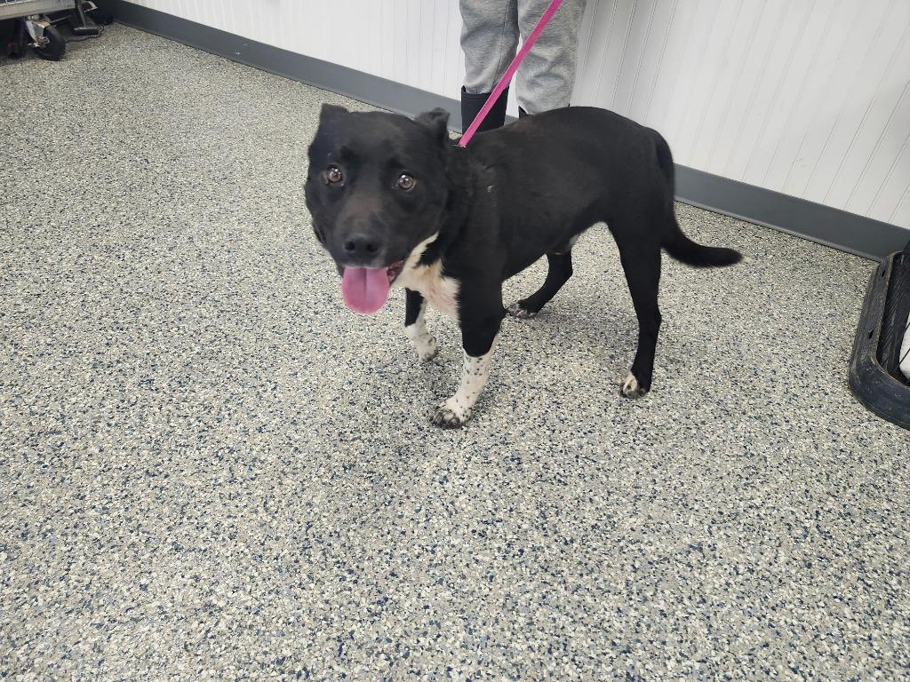 TAZA, Adoptable, Young Male Cattle Dog & Pit Bull Terrier.