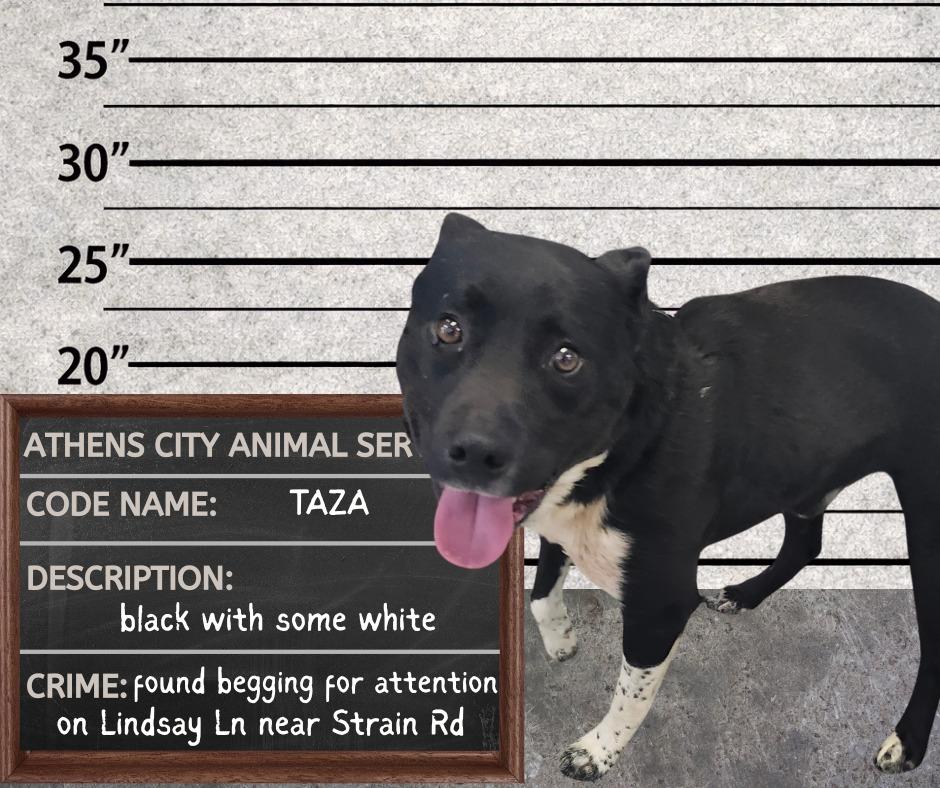 TAZA - STRAY HOLD, Adoptable, Young Male Pit Bull Terrier & Hound.
