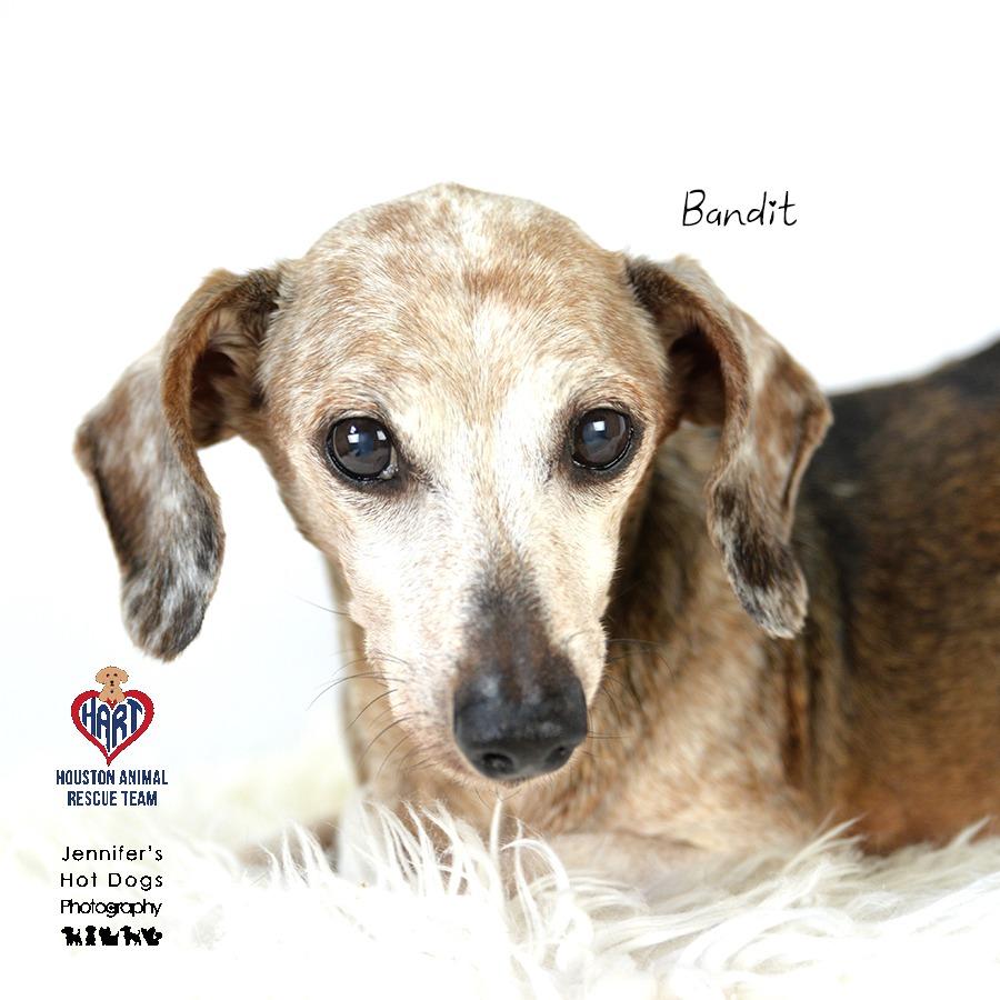 Watson, Adoptable, Senior Male Chihuahua & Mixed Breed.