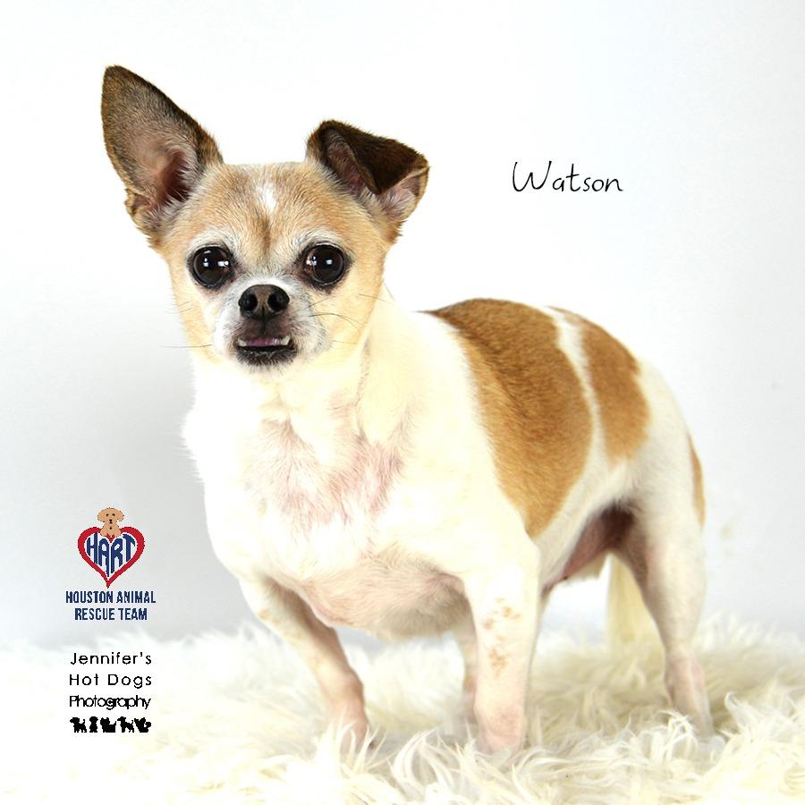 Enlarge Watson, a Adoptable mixed breed in Tomball, TX image 1/6