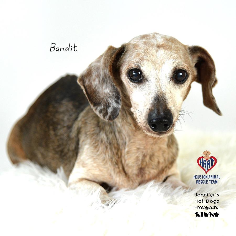 Watson, a Adoptable mixed breed in Hockley, TX image 3/4