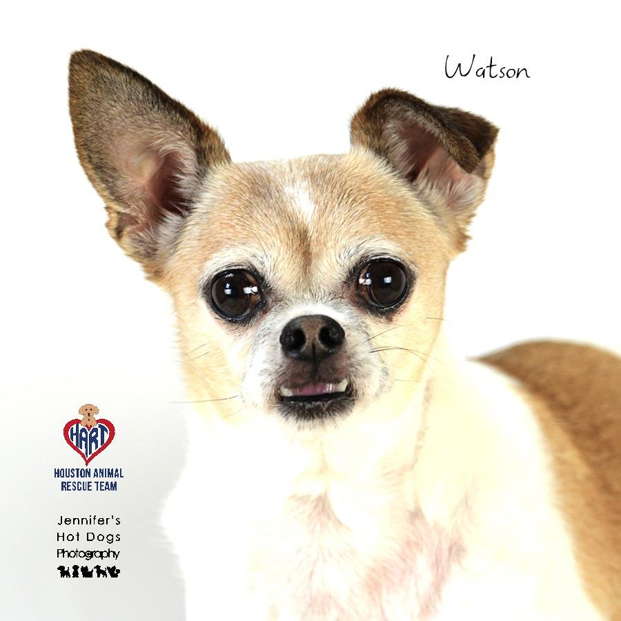 Watson — thumbnail 4