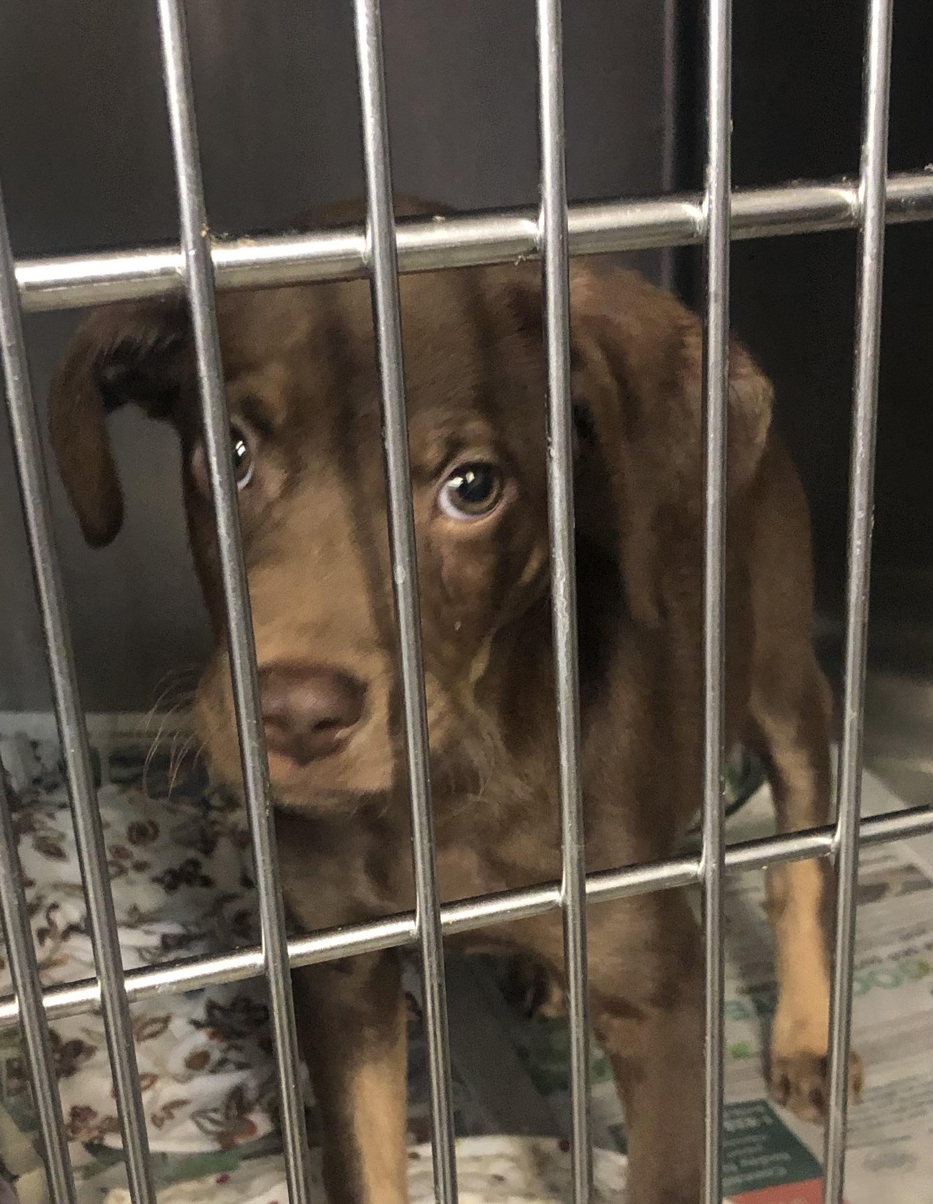 Enlarge Teddy, an adoptable mixed breed in Parma, OH image 1/2