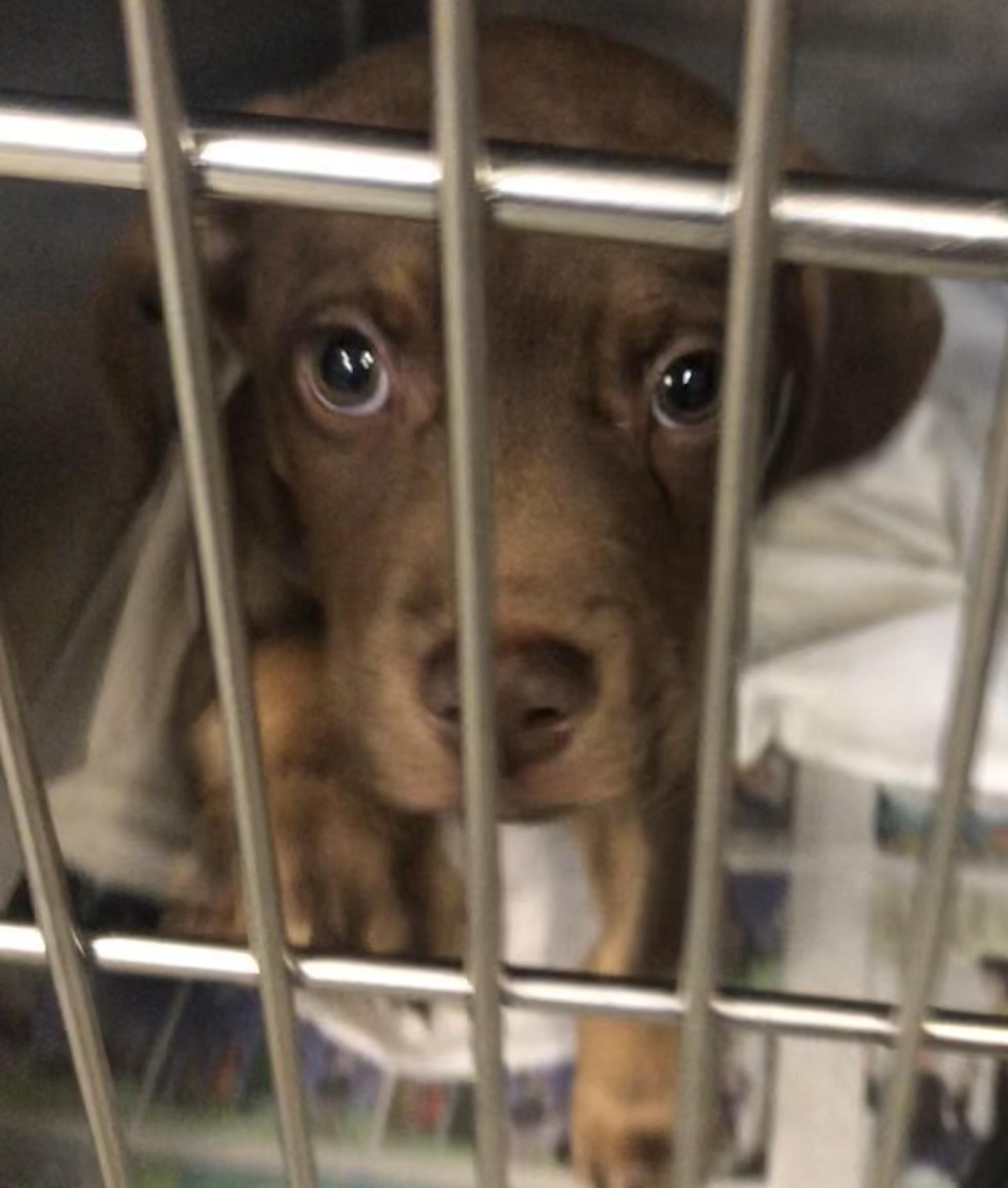 Enlarge Teddy, an adoptable mixed breed in Parma, OH image 2/2