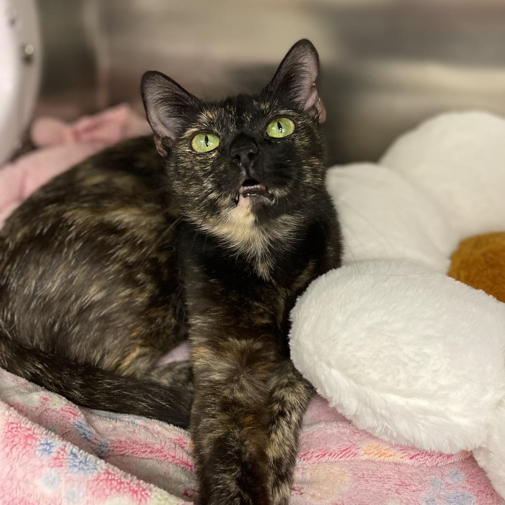 Spotty — thumbnail 2