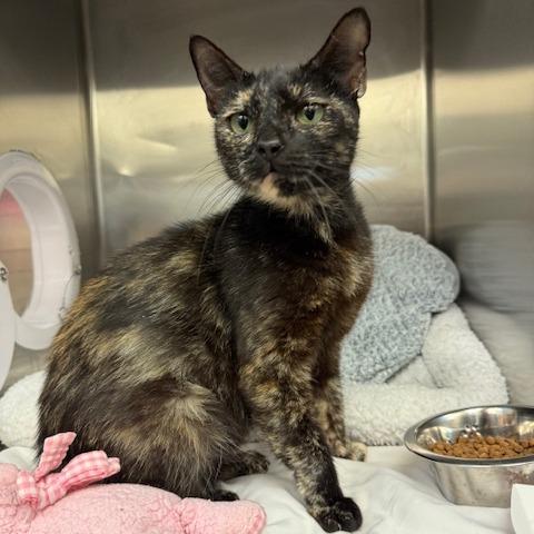 Spotty — thumbnail 3