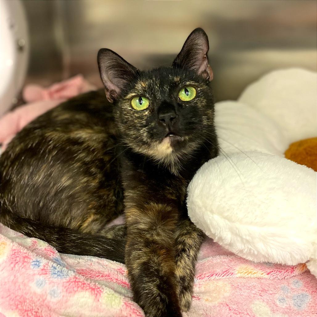 Spotty — thumbnail 4