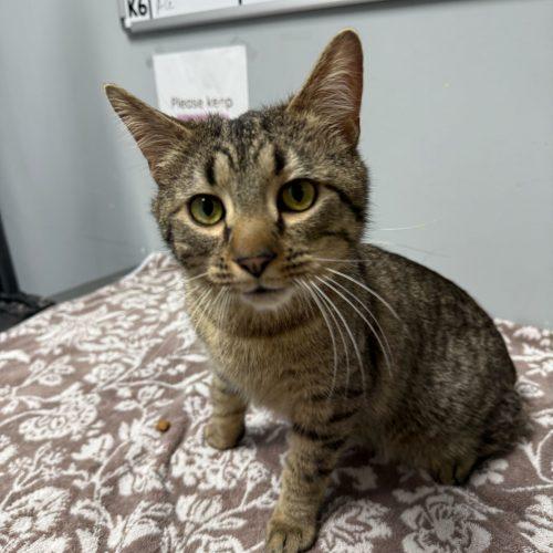 Thelonious Monk, Adoptable, Kitten Male Domestic Short Hair.
