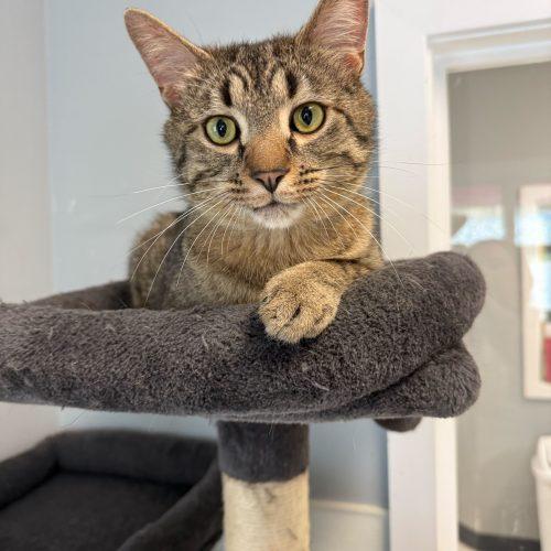 Enlarge Thelonious Monk, a Adoptable Domestic Short Hair in Toms River, NJ image 2/5