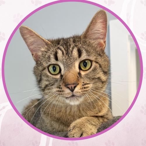Enlarge Thelonious Monk, a Adoptable Domestic Short Hair in Toms River, NJ image 3/5