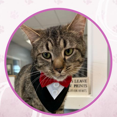 Enlarge Thelonious Monk, a Adoptable Domestic Short Hair in Toms River, NJ image 4/5