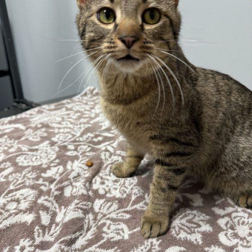 Enlarge Thelonious Monk, a Adoptable Domestic Short Hair in Toms River, NJ image 5/5