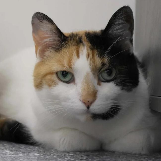 Enlarge CASSIE & SUNDAE, a Adoptable Calico in Madison, WI image 2/5