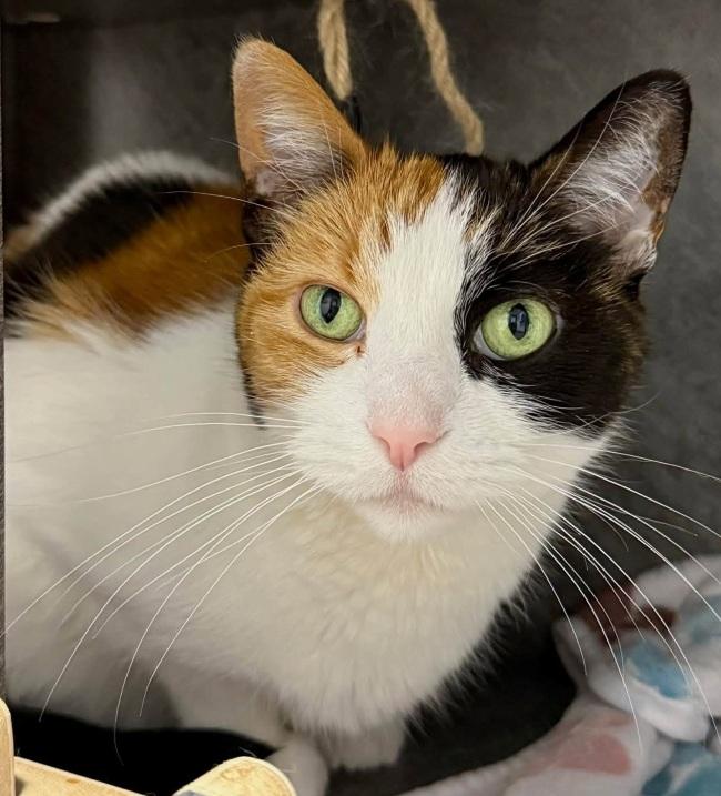 CASSIE & SUNDAE, Adoptable, Adult Female Calico.