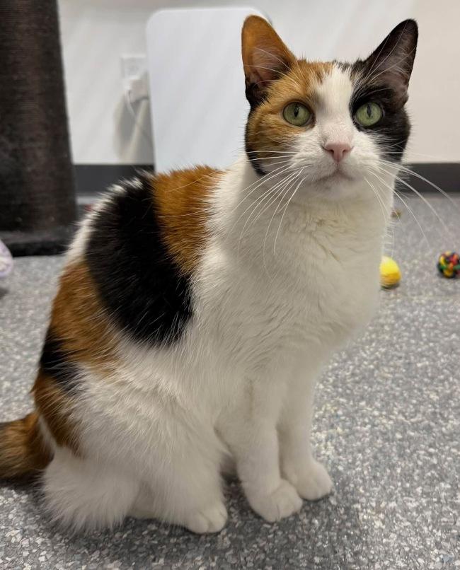 Enlarge CASSIE & SUNDAE, a Adoptable Calico in Madison, WI image 5/5