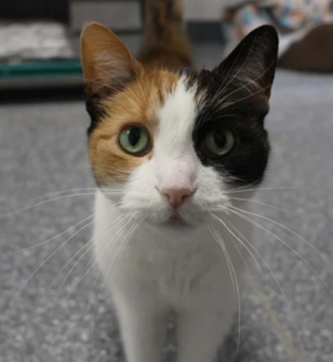 Enlarge CASSIE & SUNDAE, a Adoptable Calico in Madison, WI image 3/5