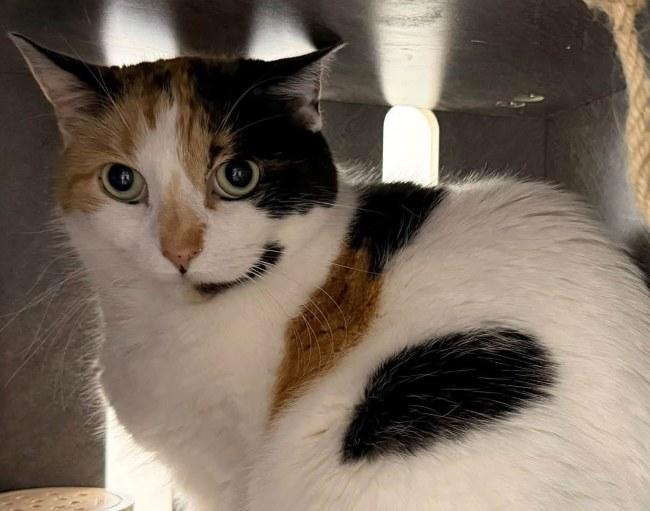 Enlarge CASSIE & SUNDAE, a Adoptable Calico in Madison, WI image 4/5
