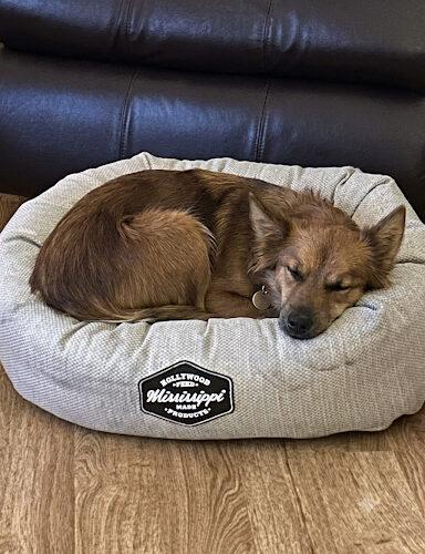 Blanche, Adopted, Adult Female Australian Shepherd & Mixed Breed.