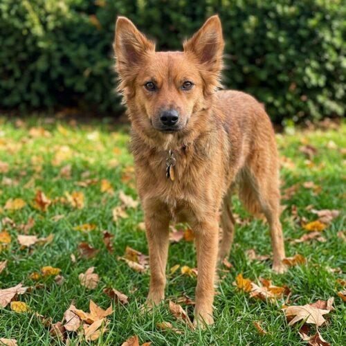 Enlarge Blanche, a Adopted mixed breed in Lincolnshire, IL image 2/3