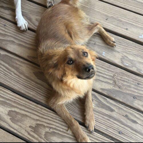 Enlarge Blanche, a Adopted mixed breed in Lincolnshire, IL image 3/3