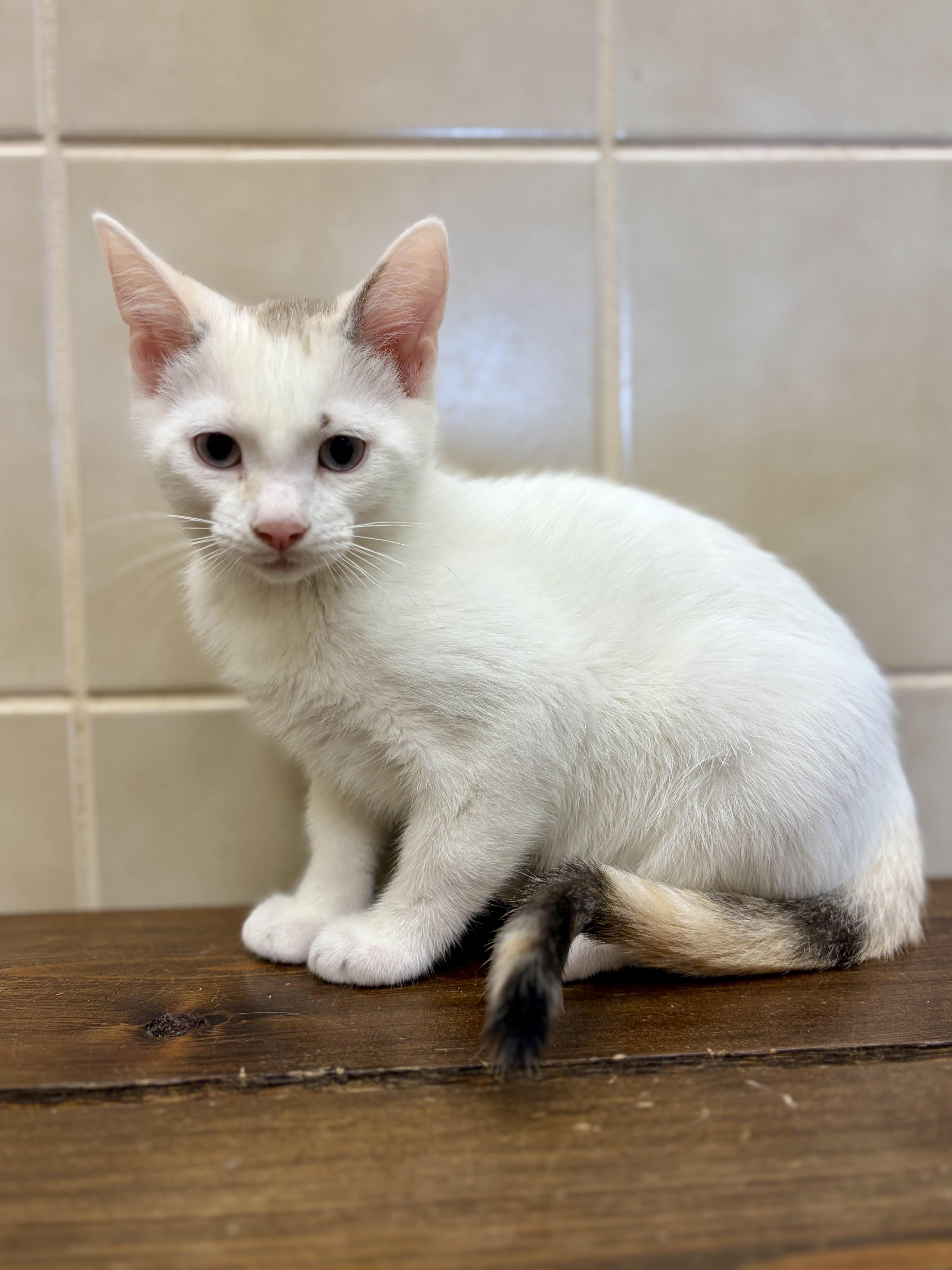 Enlarge Brie, a ADOPTABLE Calico in Kerrville, TX image 1/1