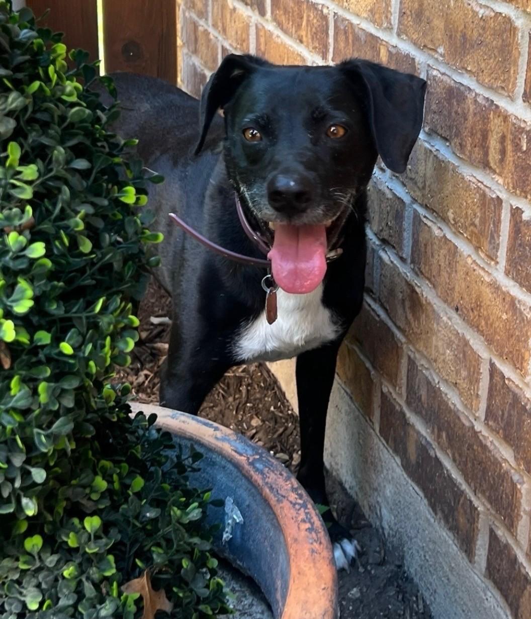 Enlarge Luna, a Adoptable mixed breed in Weatherford, TX image 4/4