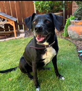 Luna, Adoptable, Adult Female Black Labrador Retriever & Catahoula Leopard Dog.