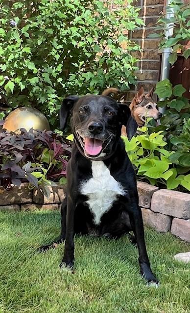Luna, adoptable, Adult Female Black Labrador Retriever & Catahoula Leopard Dog.
