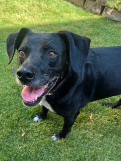 Enlarge Luna, a Adoptable mixed breed in Weatherford, TX image 3/4