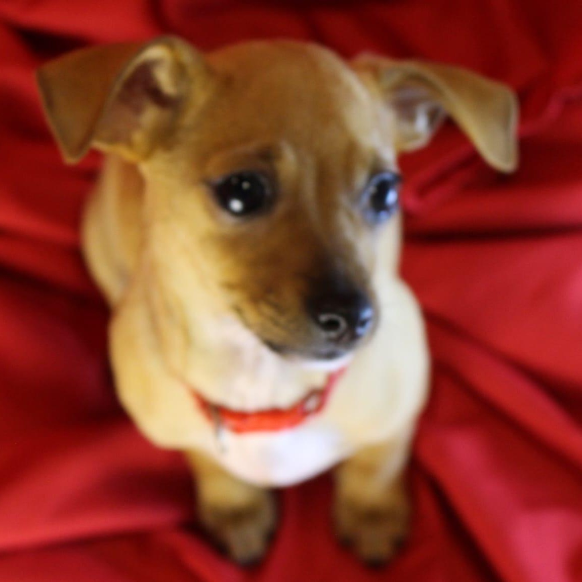 Marmalade, adopted, Young Female Chiweenie.