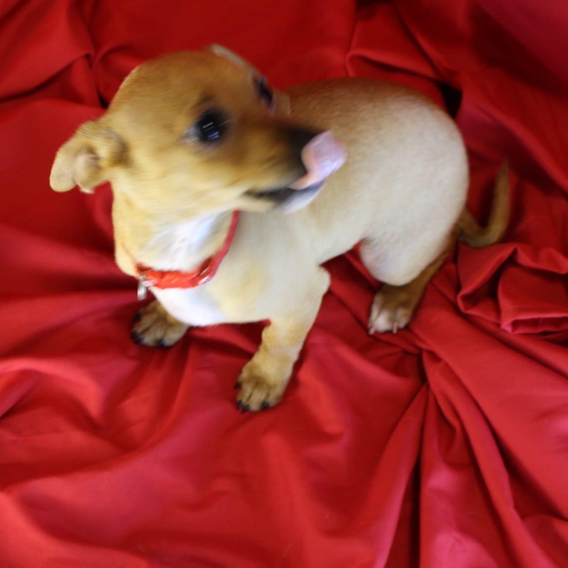 Marmalade, an adopted mixed breed in San Antonio, TX image 4/5