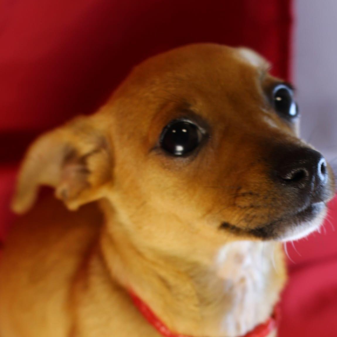 Marmalade, an adopted mixed breed in San Antonio, TX image 5/5
