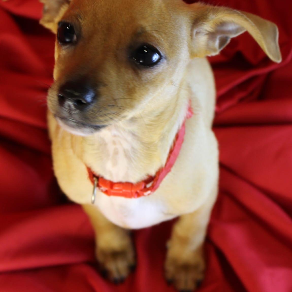 Marmalade, an adopted mixed breed in San Antonio, TX image 2/5