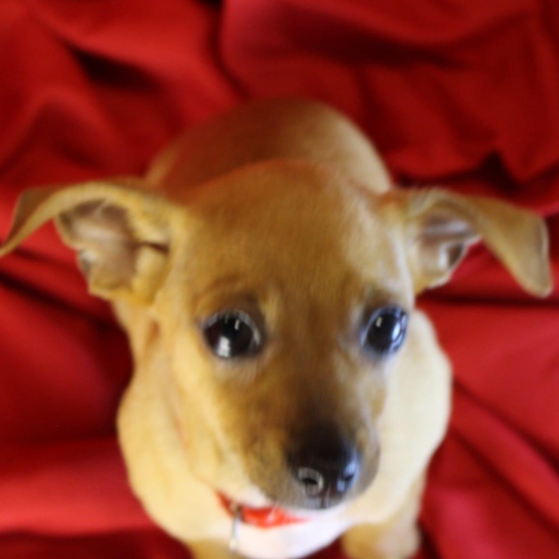 Marmalade, an adopted mixed breed in San Antonio, TX image 3/5