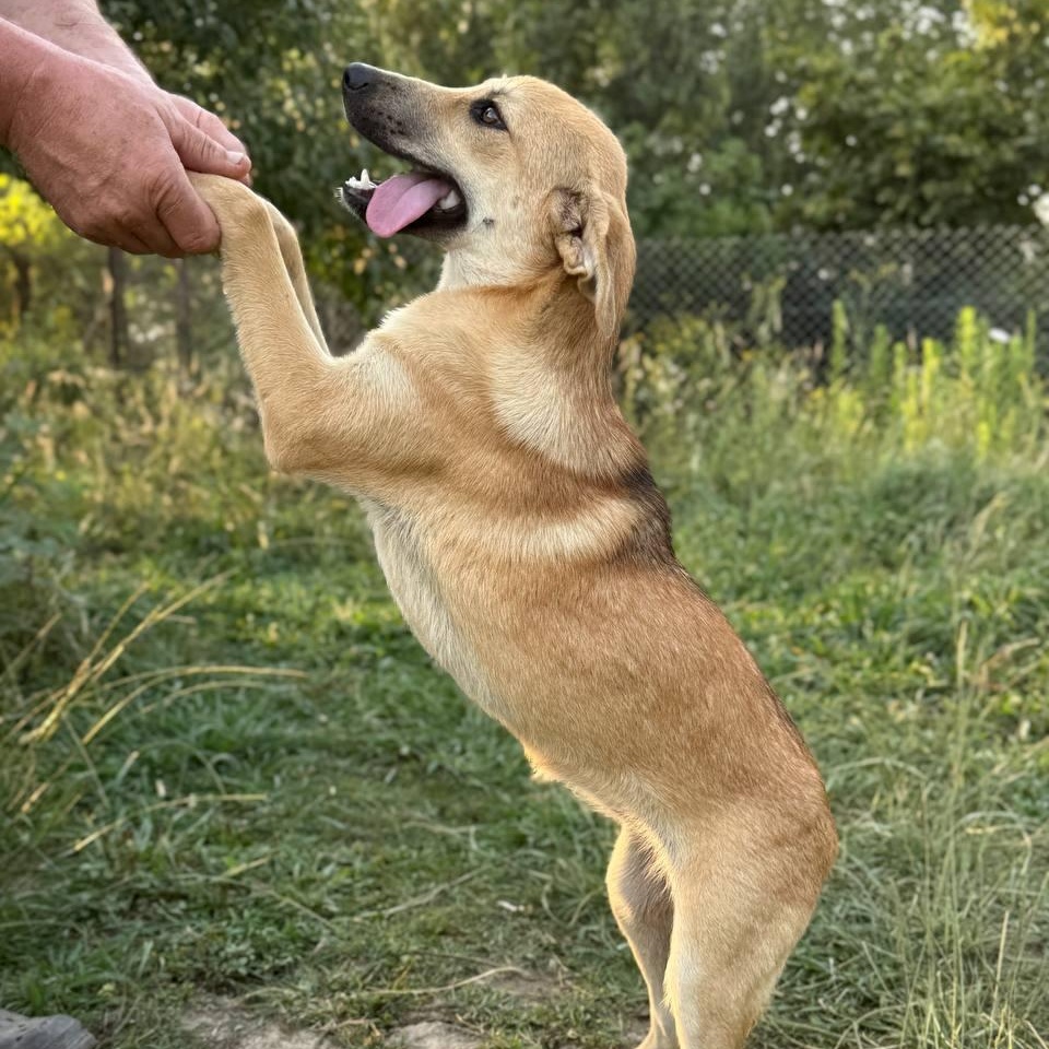 Enlarge Pippa, an adopted mixed breed in Morristown, NJ image 1/6