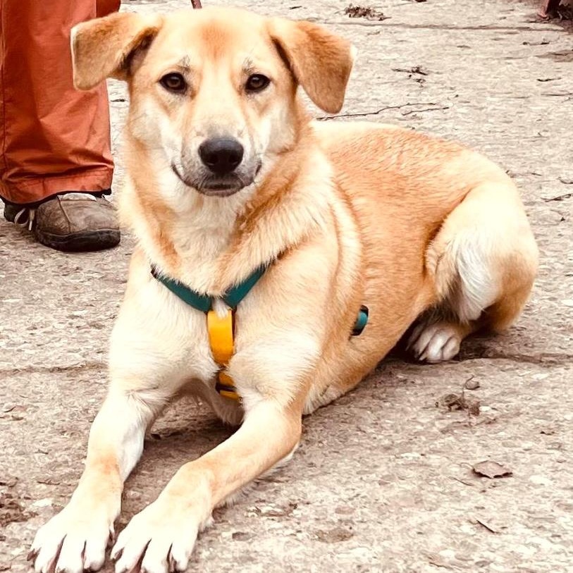 Enlarge Pippa, an adopted mixed breed in Morristown, NJ image 2/6