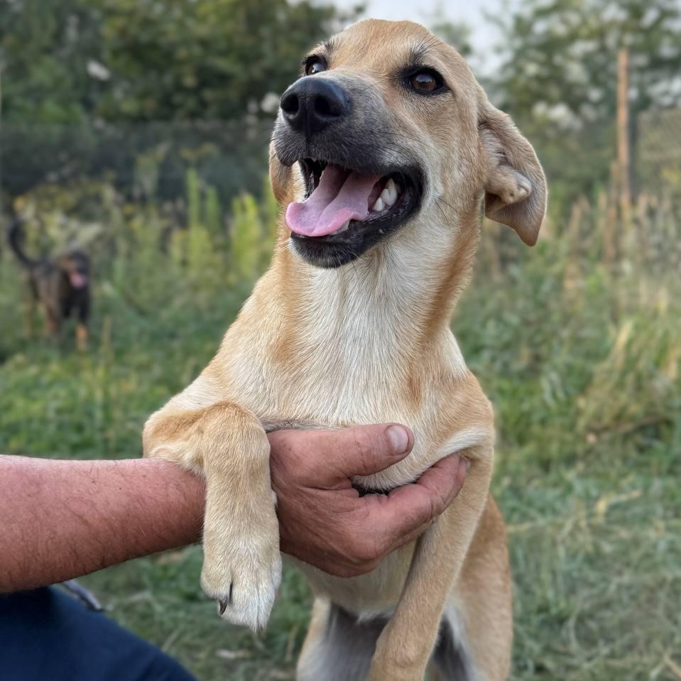 Enlarge Pippa, an adopted mixed breed in Morristown, NJ image 4/6