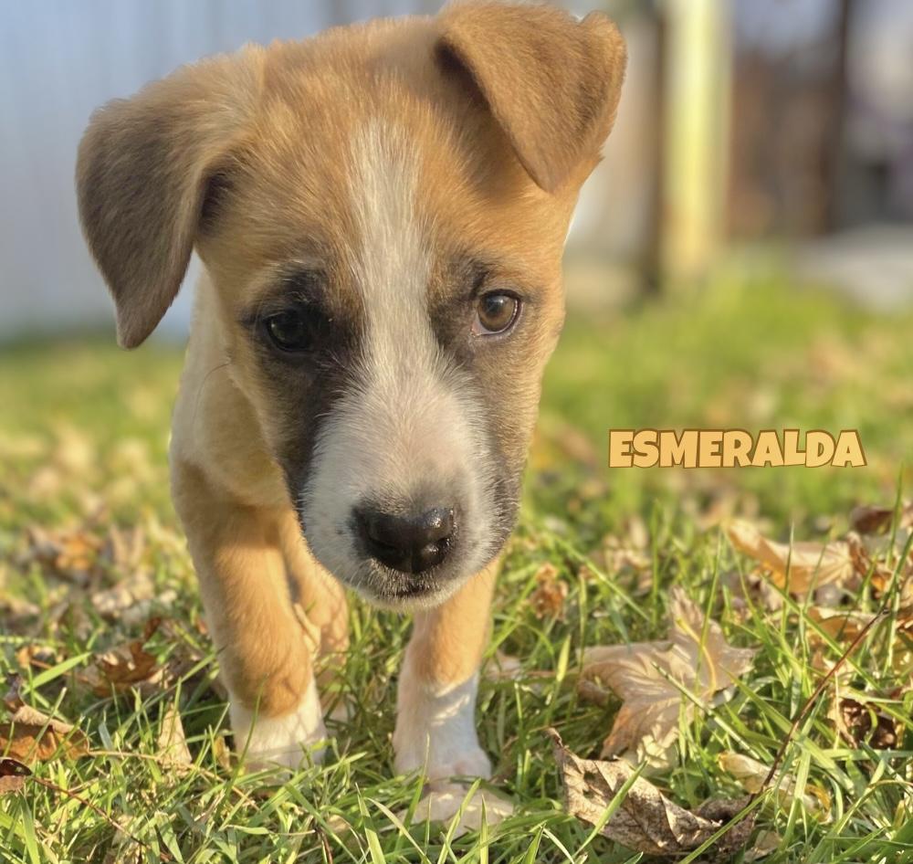Esmeralda