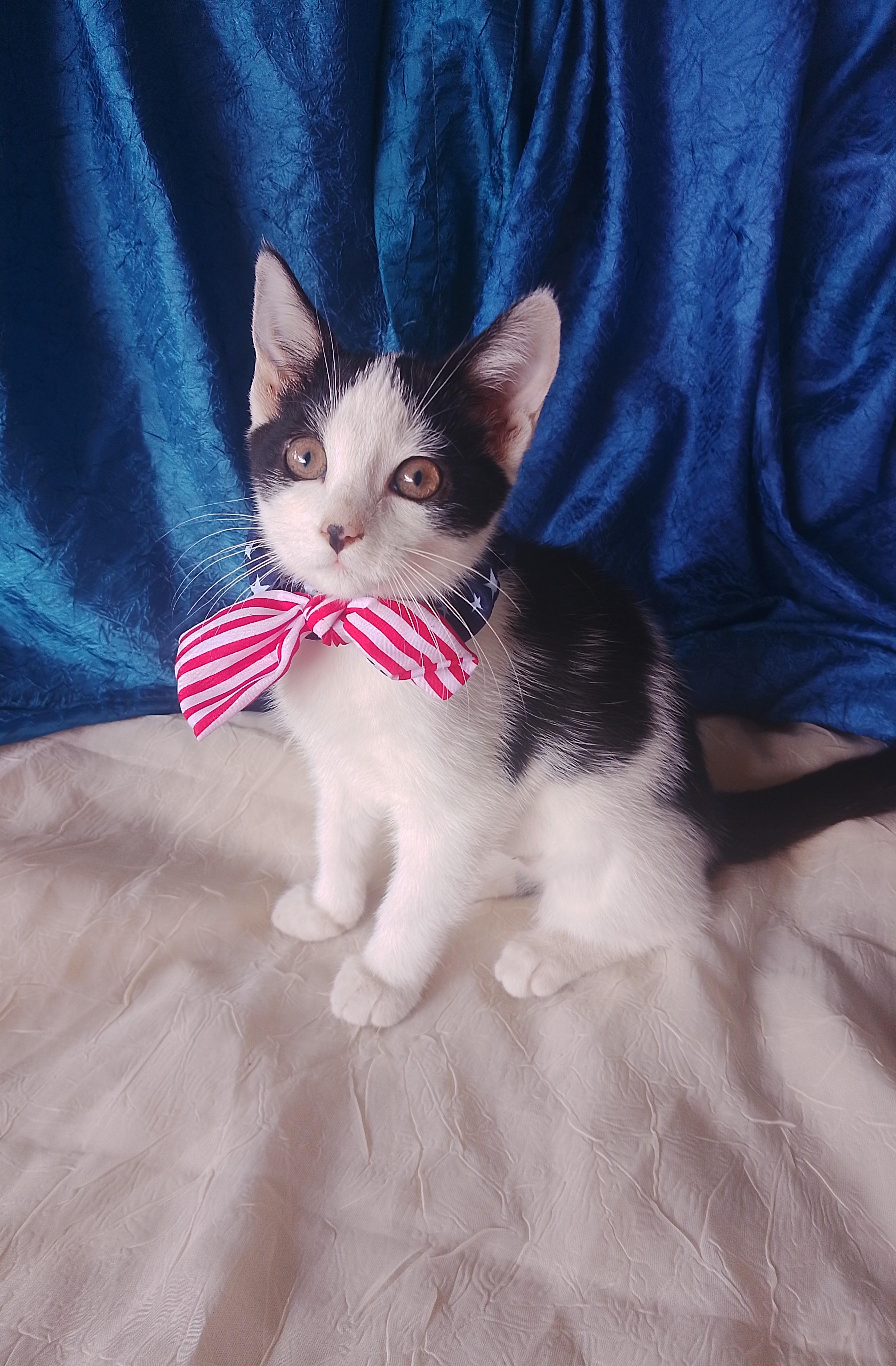 Wanda 708, ADOPTABLE, Kitten Female Domestic Short Hair.